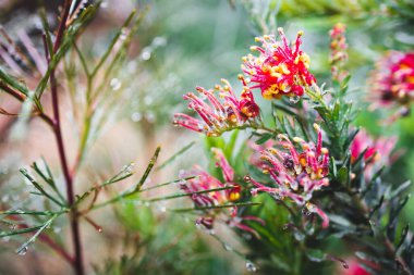 Yerli Avustralya grevillea kestane fişeği güzel bir tropikal bahçede sığ bir tarlada çekiliyor.