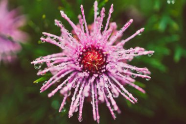 Yerli Avustralya izopogon Candy konisi pembe çiçeklerle kaplı sığ bir tarlada çekilmiş yağmur damlaları