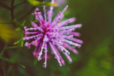 Yerli Avustralya izopogon Candy konisi pembe çiçeklerle kaplı sığ bir tarlada çekilmiş yağmur damlaları