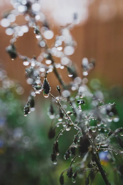 Native Australian Dianella Grass Flowers Droplets Water Shot Outdoor Rain — Stock Photo, Image