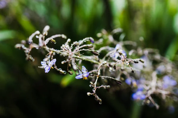 Hierba Dianella Australiana Nativa Con Flores Gotitas Agua Ella Disparó — Foto de Stock