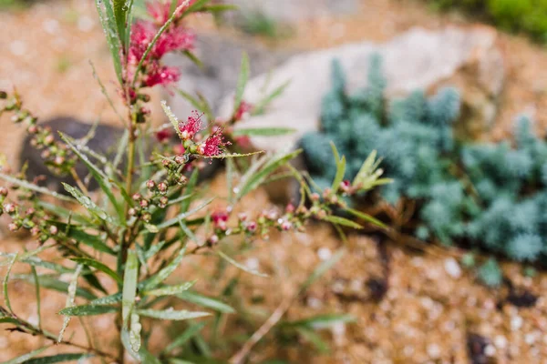 Planta Callistemon Cepillo Botella Rojo Australiano Nativo Con Flores Aire — Foto de Stock