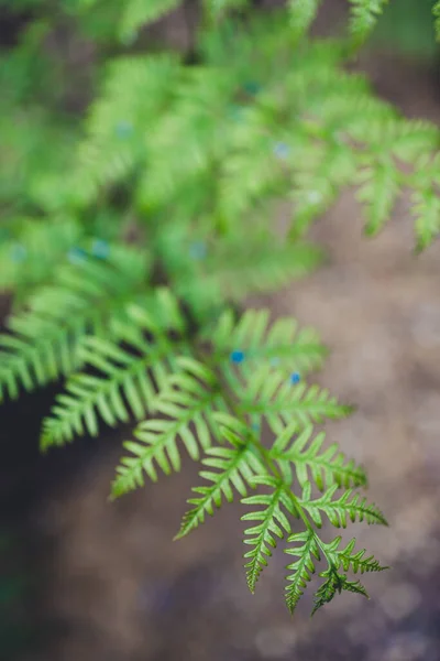 Primer Plano Planta Helechos Aire Libre Patio Trasero Soleado Poca — Foto de Stock