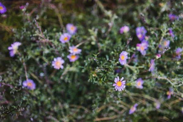 生长在澳大利亚本土的紫色菊花在美丽的热带后院里 生长在田野浅水区 — 图库照片