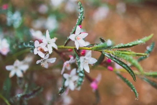 Nativní Australská Filotheca Rostlina Malými Bílými Květy Venku Krásném Tropickém — Stock fotografie