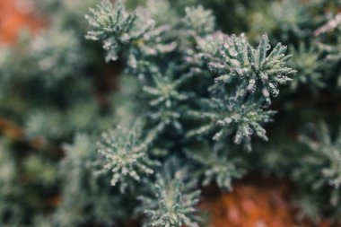 Sığ bir alan derinliğinde tropikal bir yağmurdan bol miktarda yağmur damlası bulunan sulu bitkilerin yakın çekimi