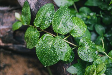 Dağcı bitkisinin taze yeşil yaprakları sığ bir arazide tropikal yağmur damlalarıyla kaplı.