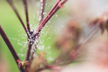 Japon akçaağaç bitkisi açık havada örümcek ağıyla kaplı güzel tropikal arka bahçede sığ alan derinliğinde çekilen yağmur damlalarıyla