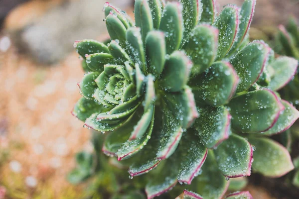 紫锥菊沙漠的特写玫瑰多汁植物 有大量的雨滴从热带雨点射向浅水区 — 图库照片