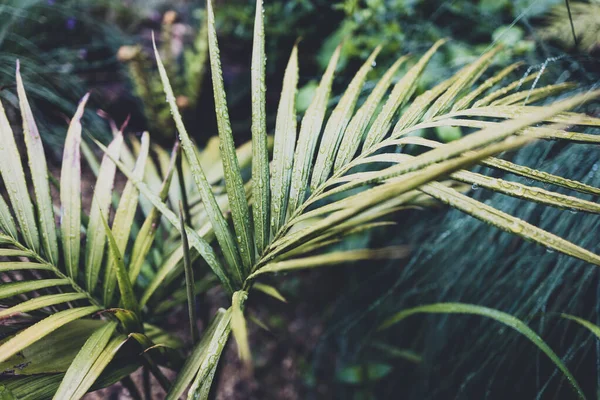 Крупным Планом Пальмовых Листьев Капельками Дождя Открытом Воздухе Тропическом Заднем — стоковое фото