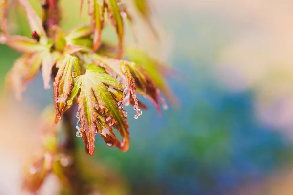 Japonský Javor Rostlina Venkovní Pokrytý Kapkami Deště Krásné Tropické Zahradě — Stock fotografie
