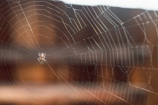 Detailní Záběr Pavouka Vytvářejícího Pavučinu Pořízený Mělké Hloubce Pole Slunné — Stock fotografie