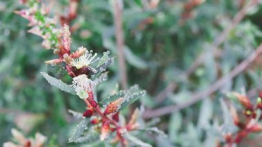 Avustralya 'nın yerlisi Callistemon şişe fırçası bitkisi açık havada, tropikal arka bahçede sığ bir tarlada çekiliyor.