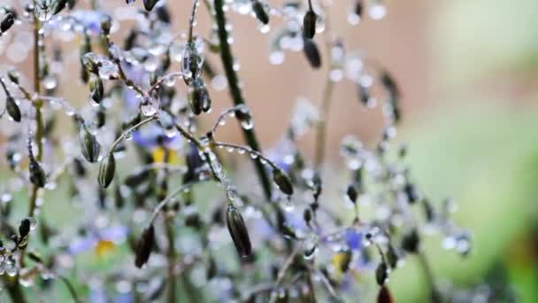 Native Australian Dianella Grass Flowers Droplets Water Shot Outdoor Rain — Stock Video