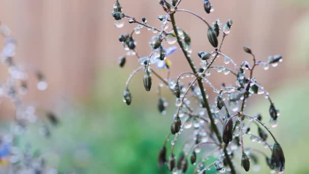 Native Australian Dianella Grass Flowers Droplets Water Shot Outdoor Rain — Stock Video