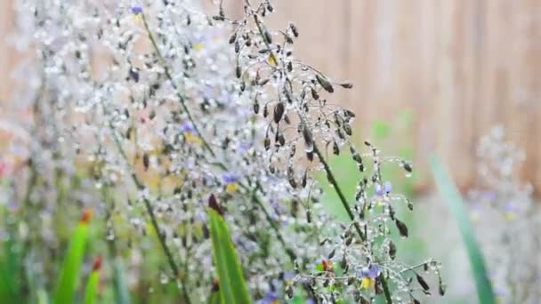 Rodzimej Australijskiej Trawy Dianella Kwiatami Kropelkami Wody Nim Strzał Zewnątrz — Wideo stockowe