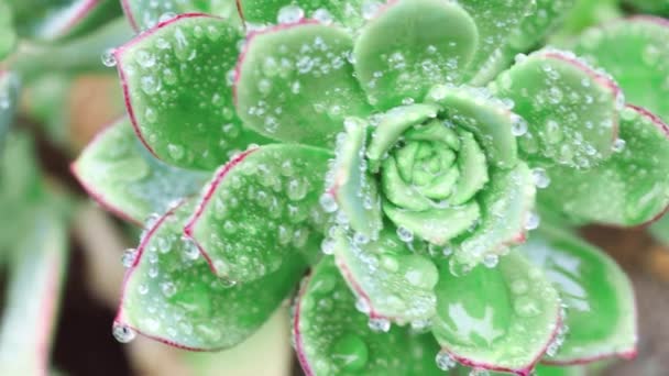 Närbild Echeveria Öken Ros Saftig Växt Med Massor Regndroppar Från — Stockvideo
