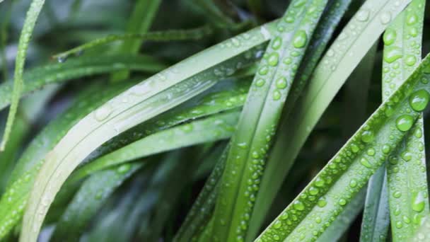 澳大利亚土生土长的黛安娜草 上有水滴 雨后在地面浅水区的一个阳光充足的后院向外喷射 — 图库视频影像
