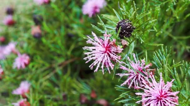 Australian Isopogon Candy Cone Plant Pink Flower Covered Rain Drops — 비디오