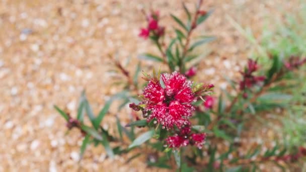 Infödda Australiensiska Röd Flaskborste Kallistemon Växt Med Blommor Utomhus Vackra — Stockvideo