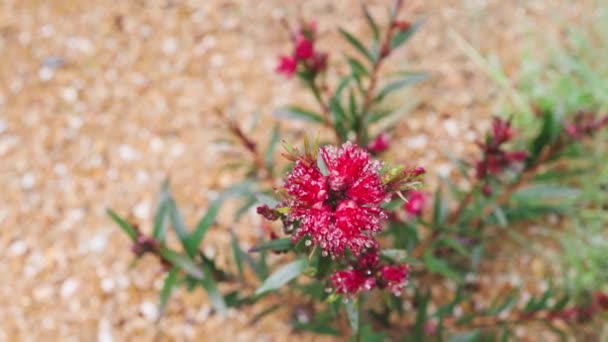 Nativo Australiano Spazzola Rossa Callistemon Pianta Con Fiori All Aperto — Video Stock