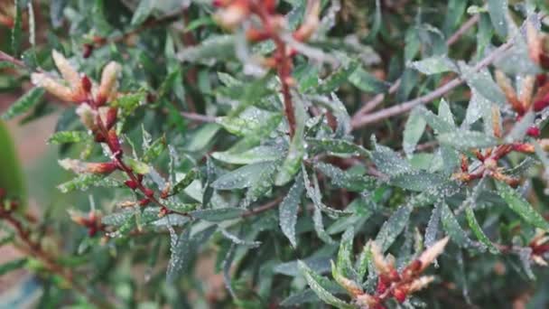 Avustralya Nın Yerlisi Callistemon Şişe Fırçası Bitkisi Açık Havada Tropikal — Stok video