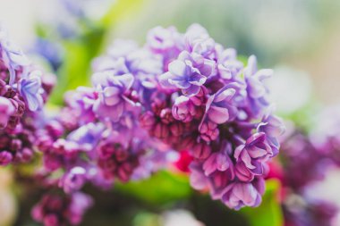 Bir demet mor çiçeğin yakın plan çekimi. Kapalı alanda, sığ alanda çekilen pencerenin yanındaki vazoda bulunan leylak rengi de dahil.