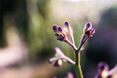 Avustralya yerlisi kanguru pençesi bitkisi. Güzel bir tropikal arka bahçede. Sığ bir tarlada çekilmiş.