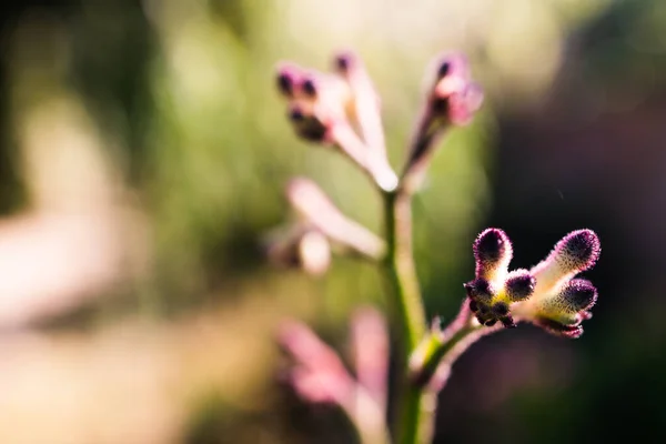 Native Australian Kangaroo Paw Plant Outdoor Beautiful Tropical Backyard Shot — Stock Photo, Image