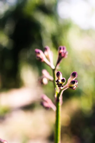 Planta Pata Canguro Australiano Nativo Aire Libre Hermoso Patio Trasero — Foto de Stock