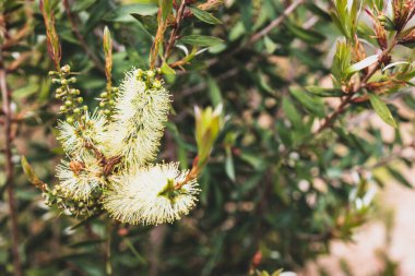 Avustralya yerlisi sarı şişe fırçası Callisten bitkisi dışarıda güzel tropikal arka bahçede sığ bir tarlada çekiliyor.