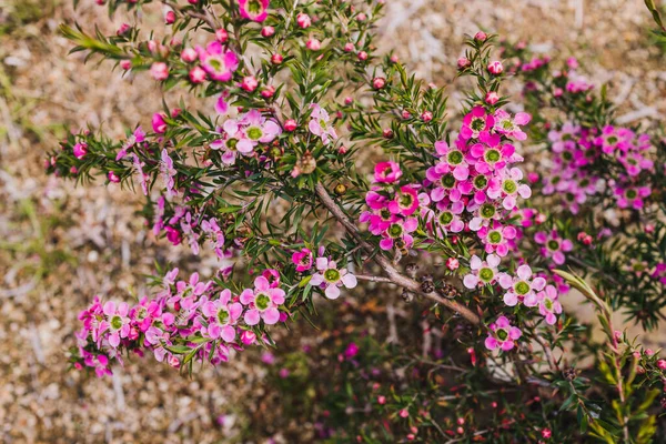 フィールドの浅い深さで撮影美しい熱帯の裏庭で屋外の花がたくさんあるネイティブオーストラリアのピンクのお茶の植物 — ストック写真