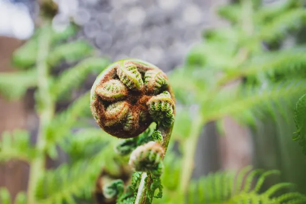 Närbild Ormbunksblad Spiralform Väg Att Öppna Upp Skott Utomhus Solig — Stockfoto