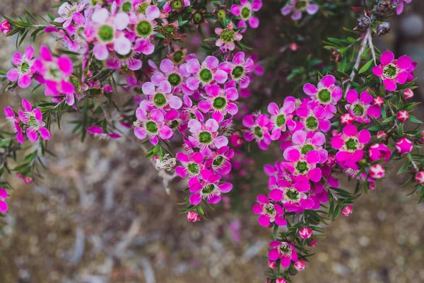 フィールドの浅い深さで撮影美しい熱帯の裏庭でネイティブオーストラリアのピンクのお茶の木の植物の屋外 — ストック写真