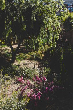 Bir sürü tropikal Avustralya yerel bitkisi ve sığ tarlalarda çekilen ağaçlarla dolu güneşli bahçedeki altın saat.