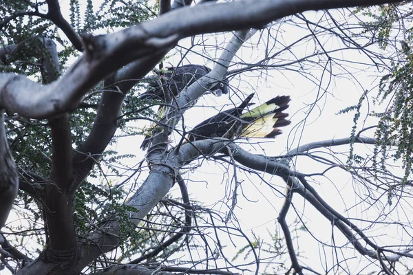 Wattle Tree Yellow Taile Black Cockatoos Its Brands Overcast Weather — Φωτογραφία Αρχείου
