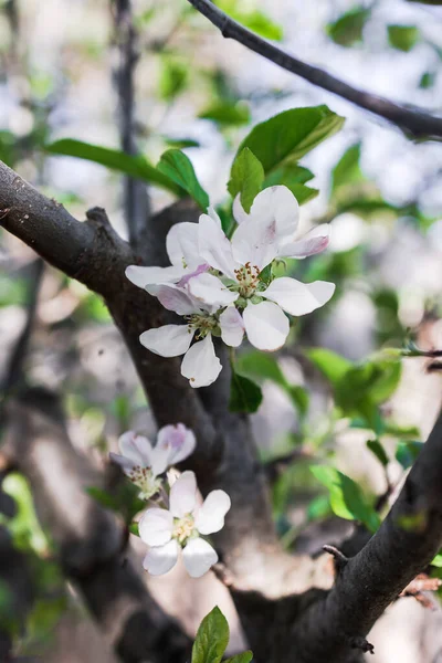 close-up of white apple blossoms on tree outdoor in sunny backyard shot at shallow depth of field