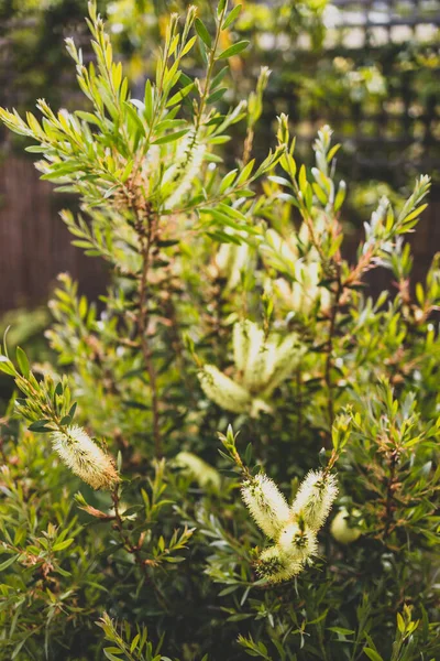 오스트레일리아 토종노란 식물의 야외에 아름다운 뒷마당의 심도가 들판에서 — 스톡 사진