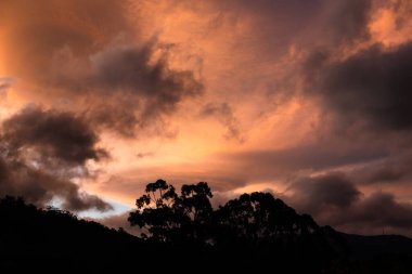 Pembe ve turuncu günbatımı bulutları Tazmanya dağları üzerinde ve ön planda okaliptüs sakız ağaçları ile oluşmaktadır.
