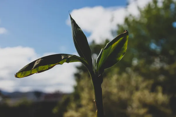 Primo Piano Pianta Banana Vaso Sigillo Finestra Con Cortile Cielo — Foto Stock