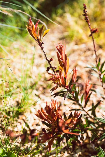 Ιθαγενή Αυστραλιανή Callistemon Εμφιαλωμένο Φυτό Υπαίθρια Στην Όμορφη Τροπική Αυλή — Φωτογραφία Αρχείου