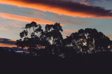 Tazmanya, Avustralya 'da ön planda okaliptüs sakız ağaçları ile dağların üzerinde pembe ve turuncu günbatımı bulutları oluşur.