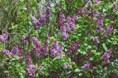 Açık havada bol bol pembe ve mor çiçekli leylak ağacı. Güneşli arka bahçede telefoto lensleriyle çekilmiş.