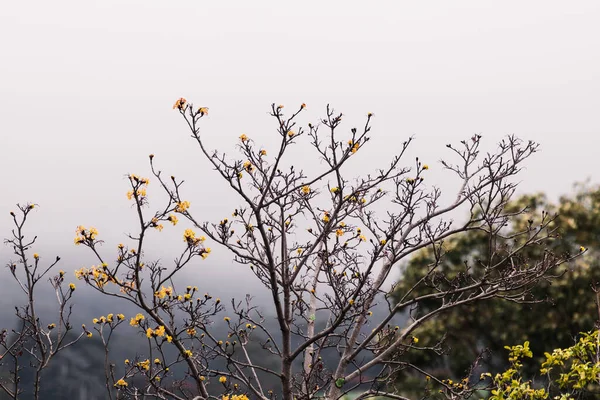 황금빛 나뭇잎 가지와 날씨가 거리에서 렌즈로 — 스톡 사진