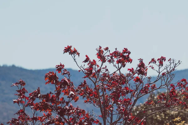 Arkaplanda Kırmızı Yaprakları Dağları Olan Ağaç Tazmanya Avustralya Telefoto Mercekli — Stok fotoğraf