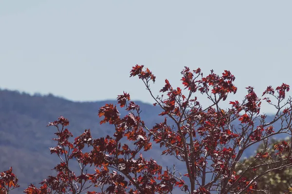 Arkaplanda Kırmızı Yaprakları Dağları Olan Ağaç Tazmanya Avustralya Telefoto Mercekli — Stok fotoğraf