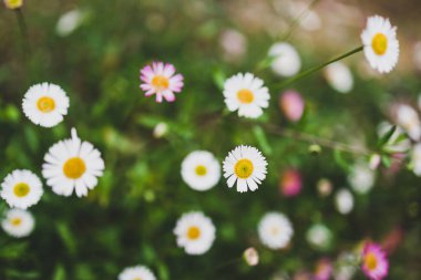 Yerli Avustralyalı brachyscome Multifida kesimli papatya bitkisi açık havada beyaz ve pembe çiçeklerle güzel tropikal arka bahçede yağmur damlaları ile sığ bir tarlanın derinliğinde
