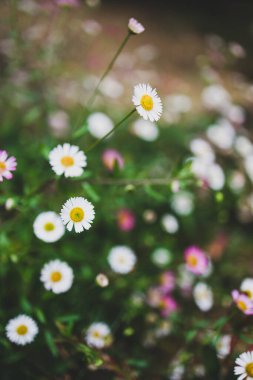 Yerli Avustralyalı brachyscome Multifida kesimli papatya bitkisi açık havada beyaz ve pembe çiçeklerle güzel tropikal arka bahçede yağmur damlaları ile sığ bir tarlanın derinliğinde