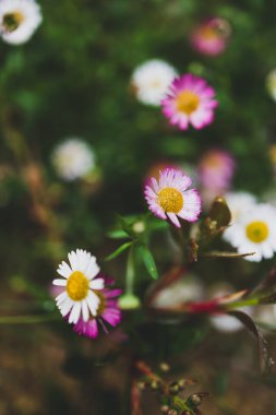Yerli Avustralyalı brachyscome Multifida kesimli papatya bitkisi açık havada beyaz ve pembe çiçeklerle güzel tropikal arka bahçede yağmur damlaları ile sığ bir tarlanın derinliğinde