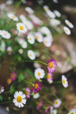 Yerli Avustralyalı brachyscome Multifida kesimli papatya bitkisi açık havada beyaz ve pembe çiçeklerle güzel tropikal arka bahçede yağmur damlaları ile sığ bir tarlanın derinliğinde